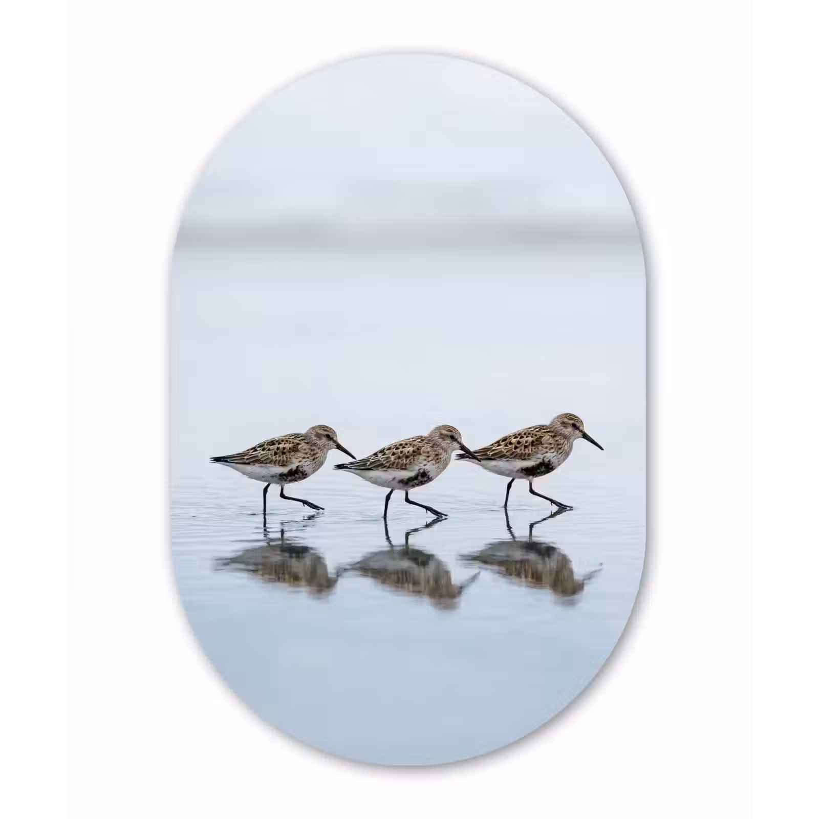 Muurovaal aluminium - Vogels - Water - Grijs — 1