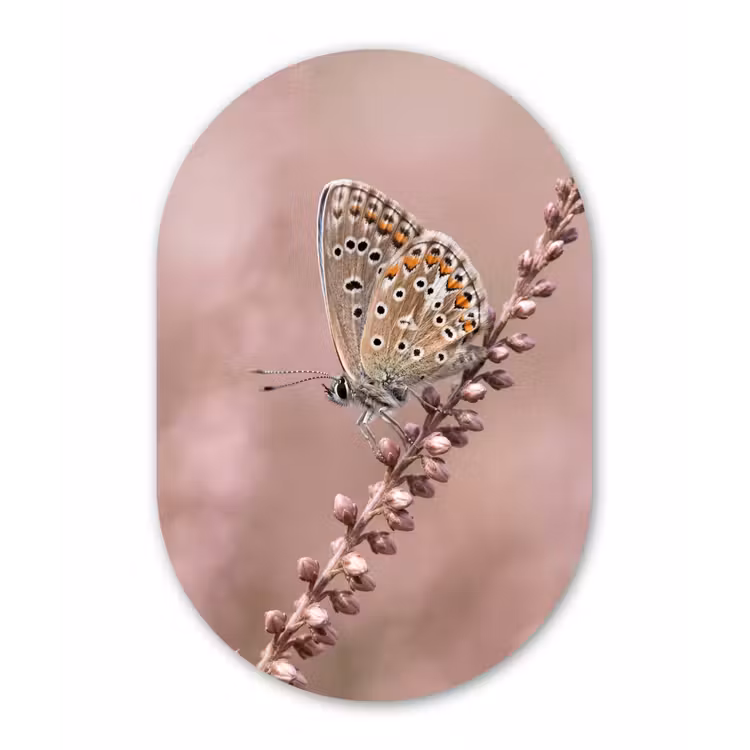 Muurovaal aluminium - Lavendel - Vlinder - Paars — 1