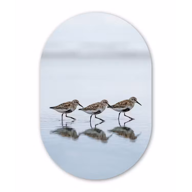 Muurovaal aluminium - Vogels - Water - Grijs — 1