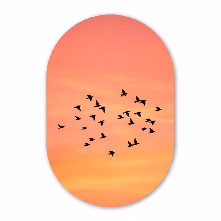 Muurovaal aluminium - Zwerm - Vogels - Oranje — 1