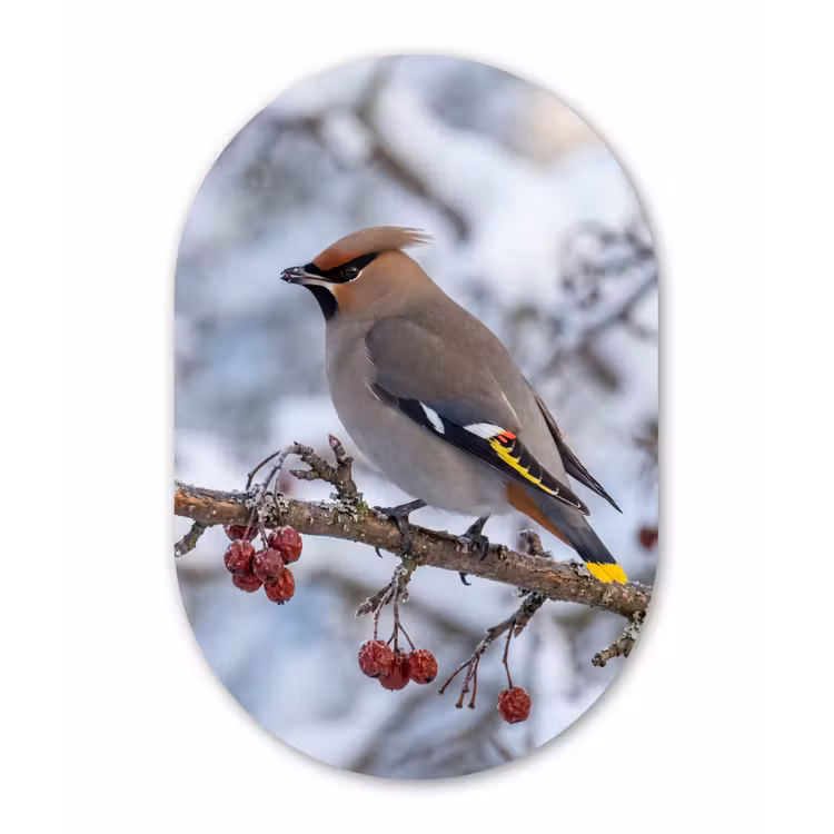 Muurovaal aluminium - Pestvogel - Bessen - Winter - Natuur — 1