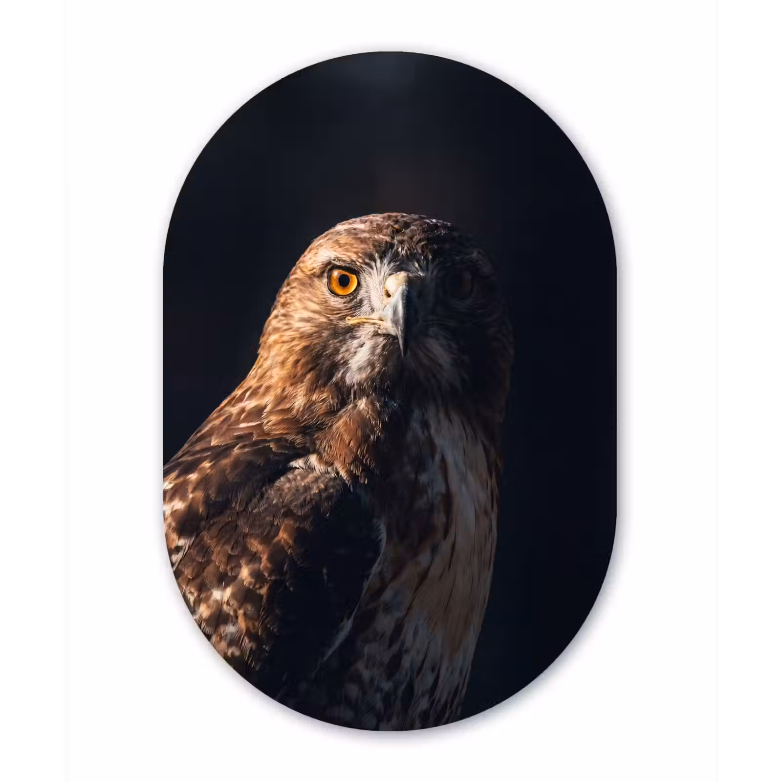 Muurovaal aluminium - Roofvogel - Buizerd - Bruin — 1