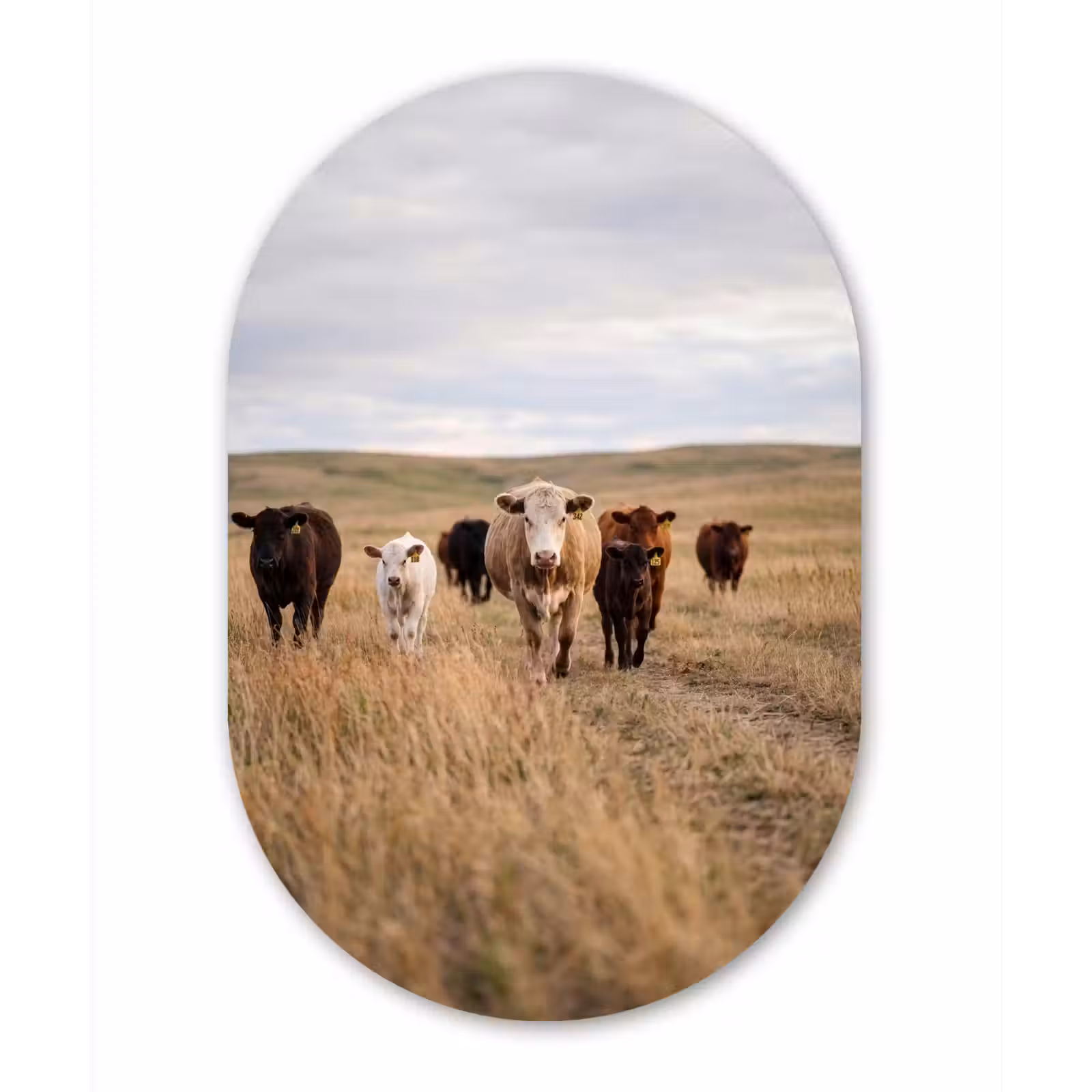 Muurovaal aluminium - Runderen - Kudde - Landschap - Weide - Rustig — 1