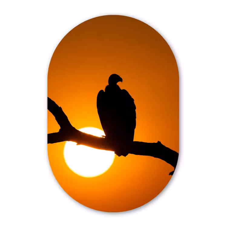 Muurovaal aluminium - Gier - Tak - Zon - Oranje — 1
