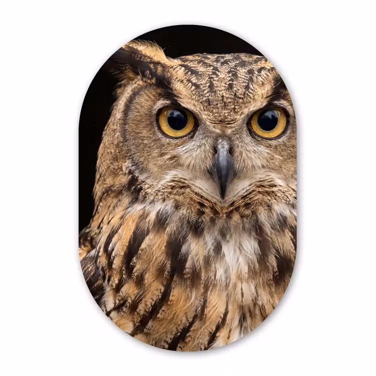 Muurovaal aluminium - Oehoe - Uil - Portret - Bruin — 1