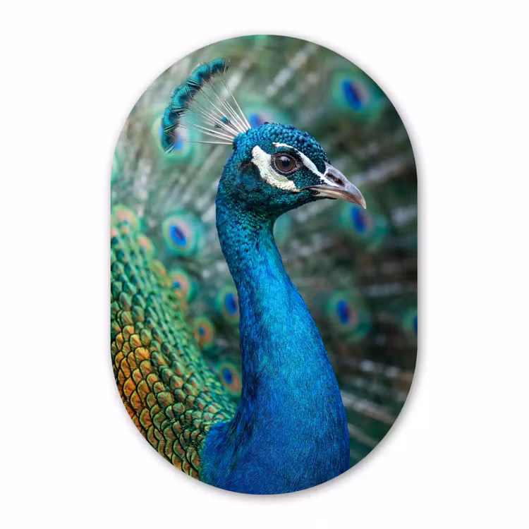 Muurovaal aluminium - Pauw - Veren - Blauw — 1