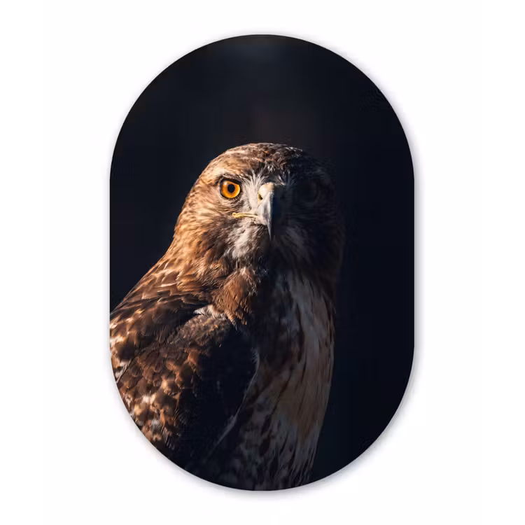 Muurovaal aluminium - Roofvogel - Buizerd - Bruin — 1