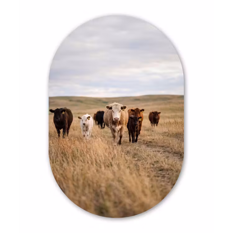 Muurovaal aluminium - Runderen - Kudde - Landschap - Weide - Rustig — 1