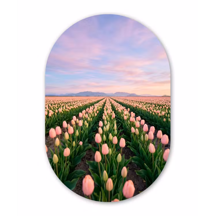 Muurovaal aluminium - Tulpen - Landschap - Roze — 1