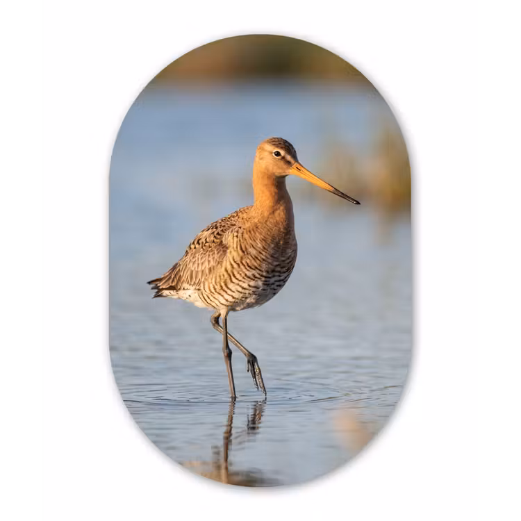 Muurovaal aluminium - Vogel - Steltloper - Water - Natuur — 1