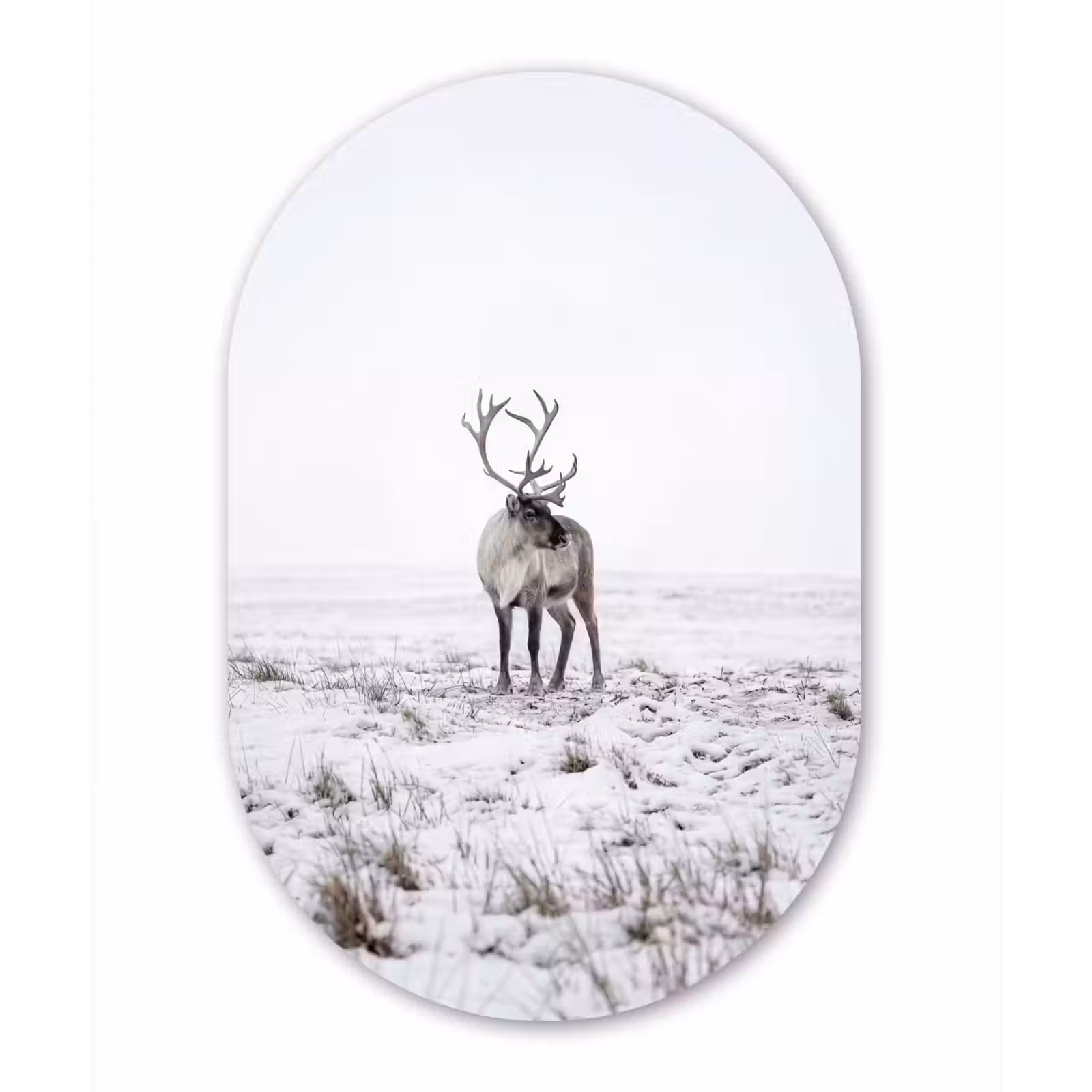 Muurovaal aluminium - Rendier - Gewei - Sneeuw - Winter — 1