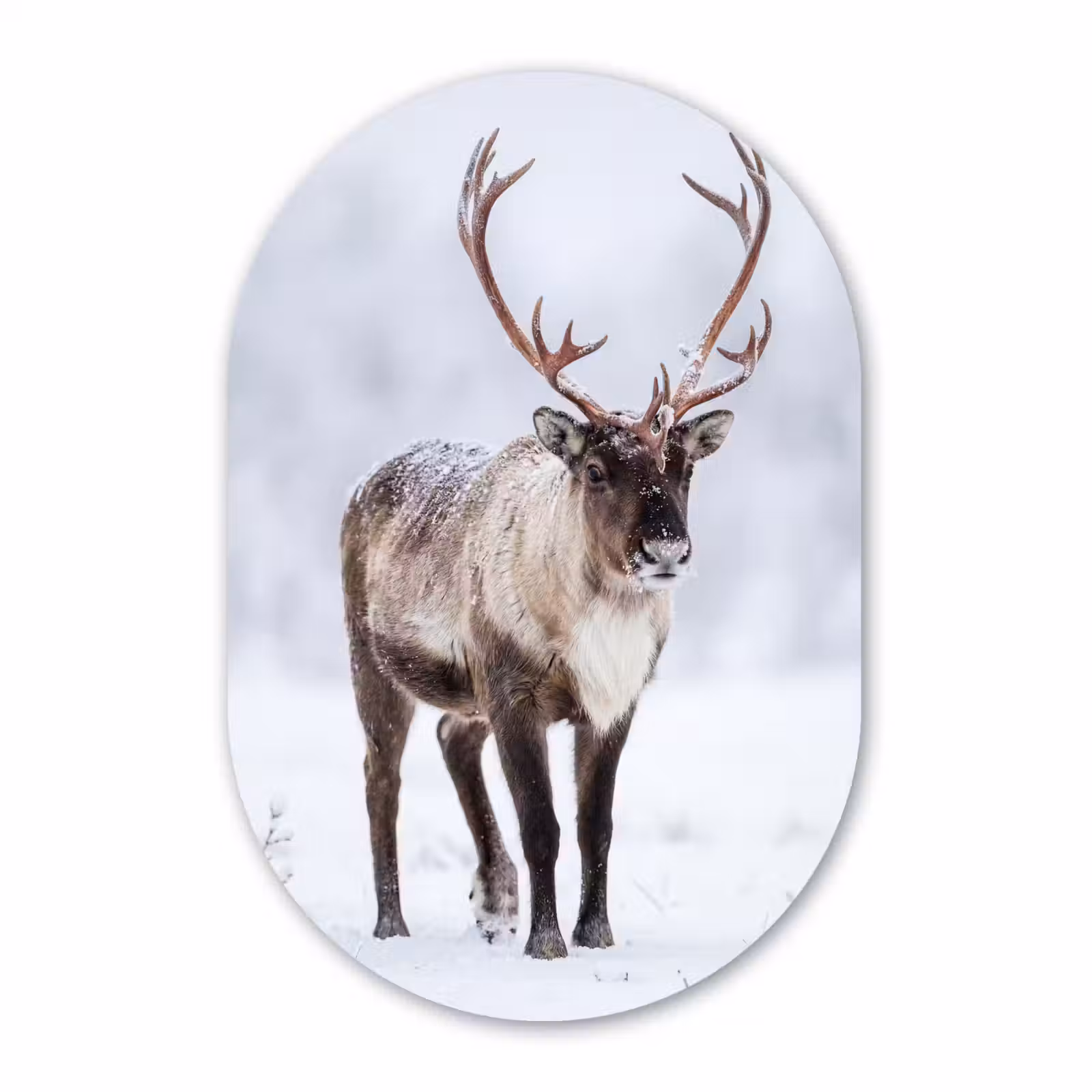 Muurovaal aluminium - Rendier - Gewei - Toendra - Sneeuw - Wild — 1