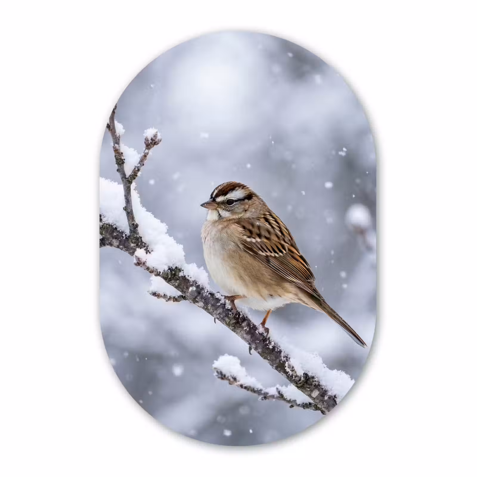 Muurovaal aluminium - Vogel - Tak - Sneeuw - Winter — 1