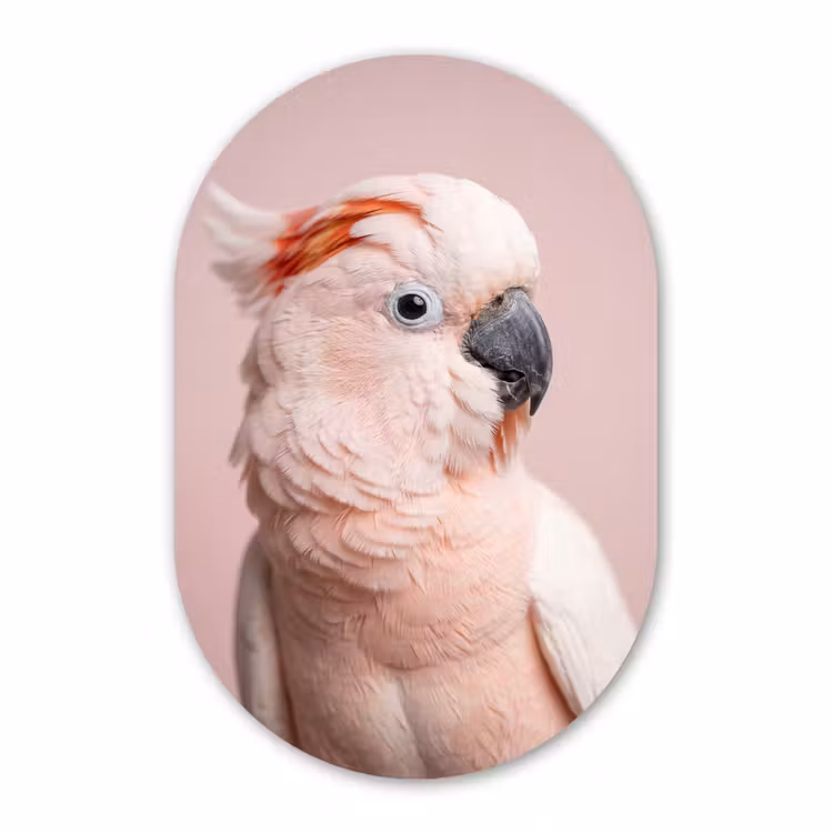 Muurovaal aluminium - Kaketoe - Portret - Roze — 1