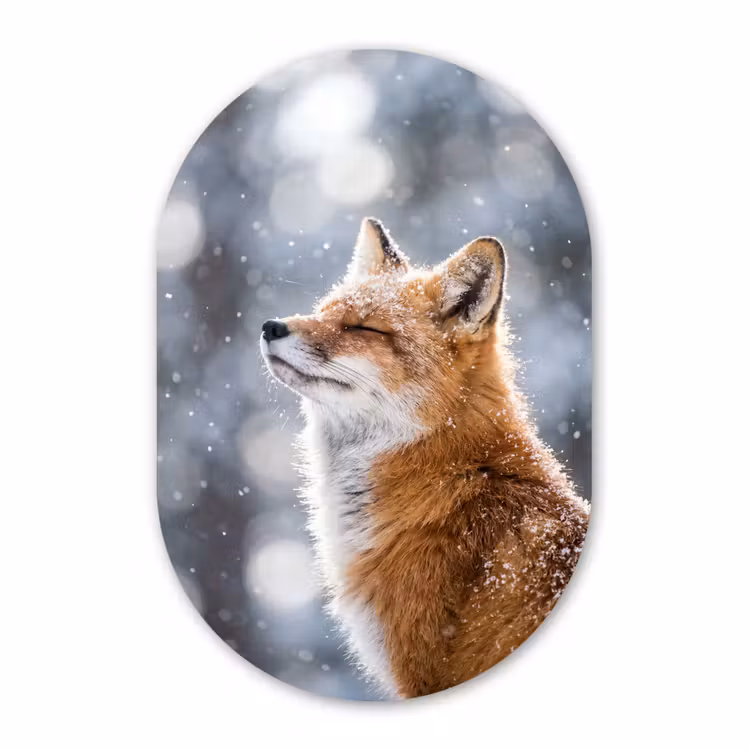 Muurovaal aluminium - Vos - Sneeuwval - Portret - Winter - Sfeervol — 1