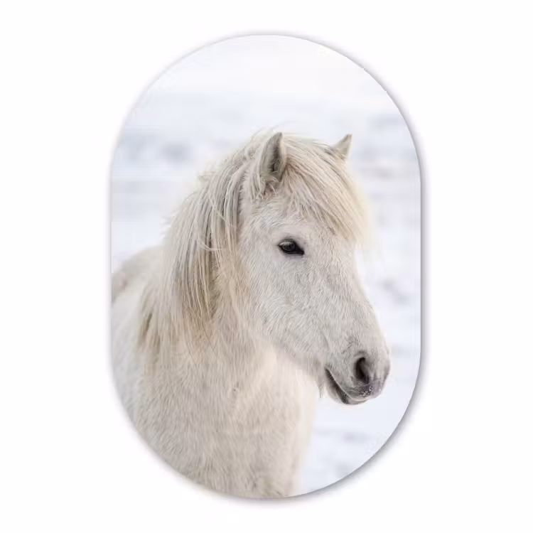 Muurovaal aluminium - Paard - Kop - Winter - Dieren - Wit — 1