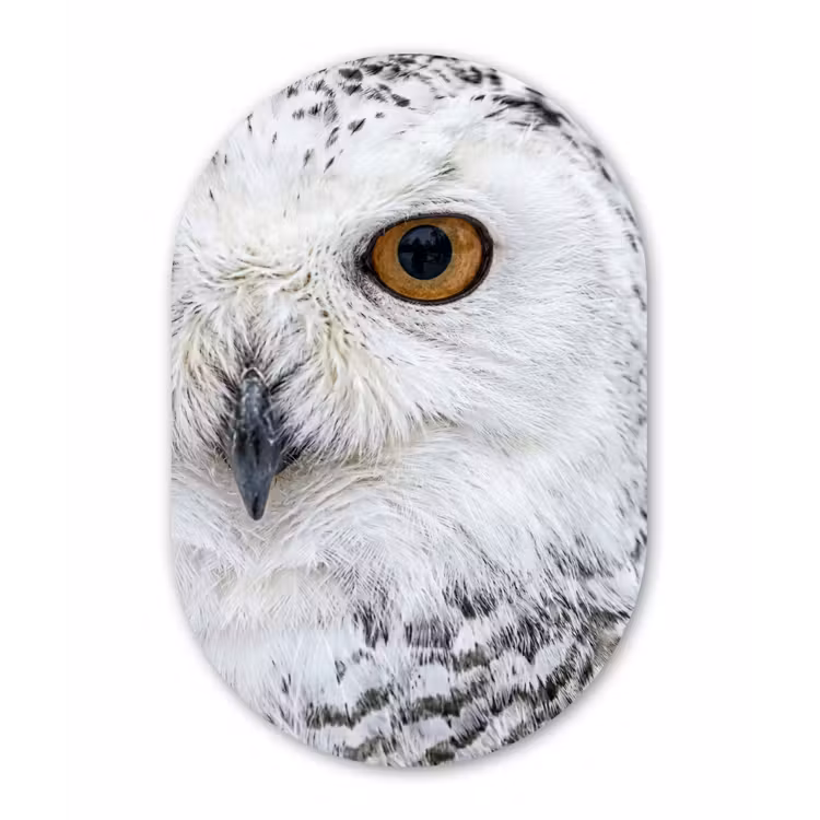 Muurovaal aluminium - Sneeuwuil - Oog - Wildlife - Wit — 1