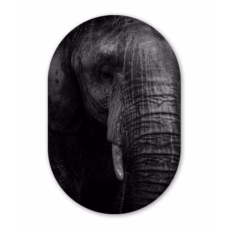 Muurovaal - Kunststof - Olifant - Dier - Portret — 2