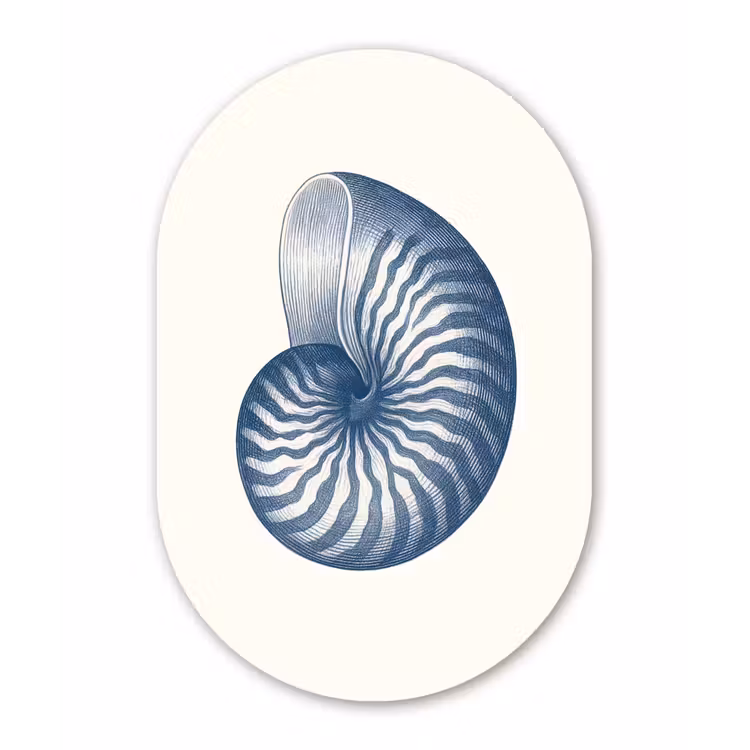 Muurovaal - Kunststof - Blauw - Schelp - Spiraal — 2