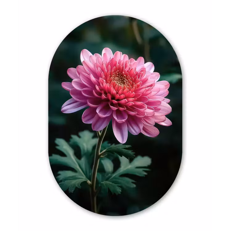 Muurovaal - Kunststof - Blad - Chrysant - Roze - Schaduw — 3