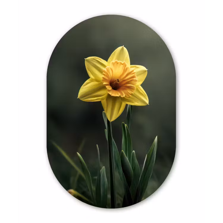Muurovaal - Kunststof - Bloem - Narcis - Gras - Geel — 3