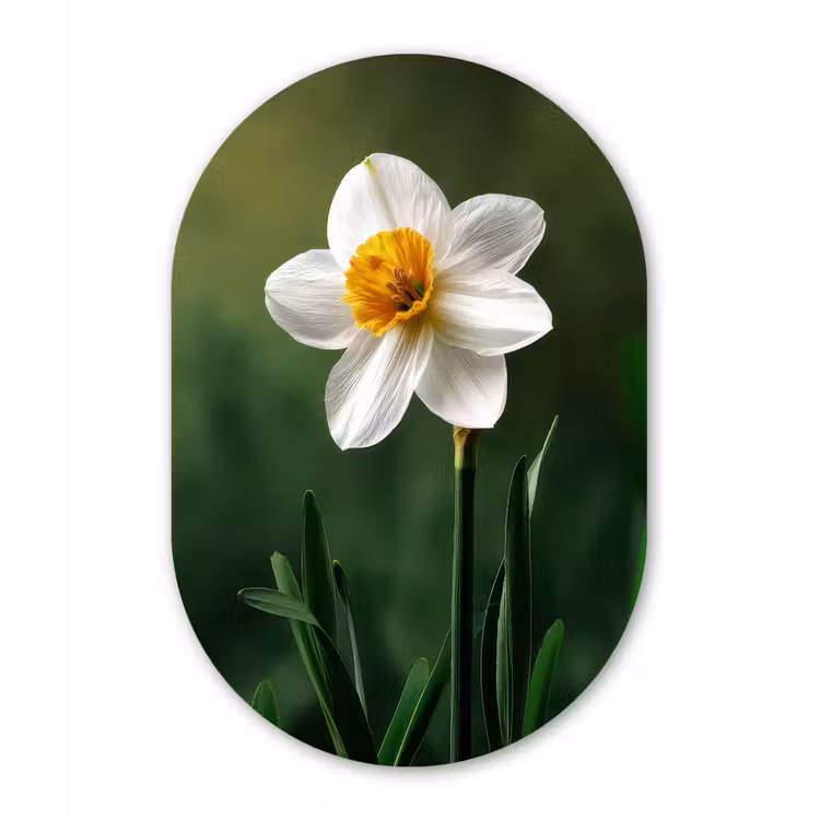 Muurovaal - Kunststof - Narcis - Bloem - Wit - Grassprieten — 3