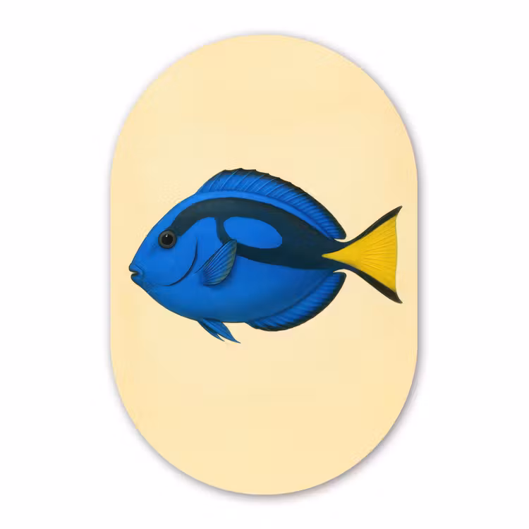 Muurovaal - Kunststof - Blauw - Dory - Vis - Staartvin — 3