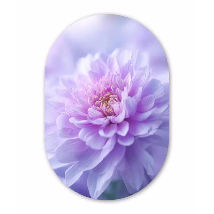 Muurovaal - Kunststof - Paars - Dahlia - Dromerig — 3