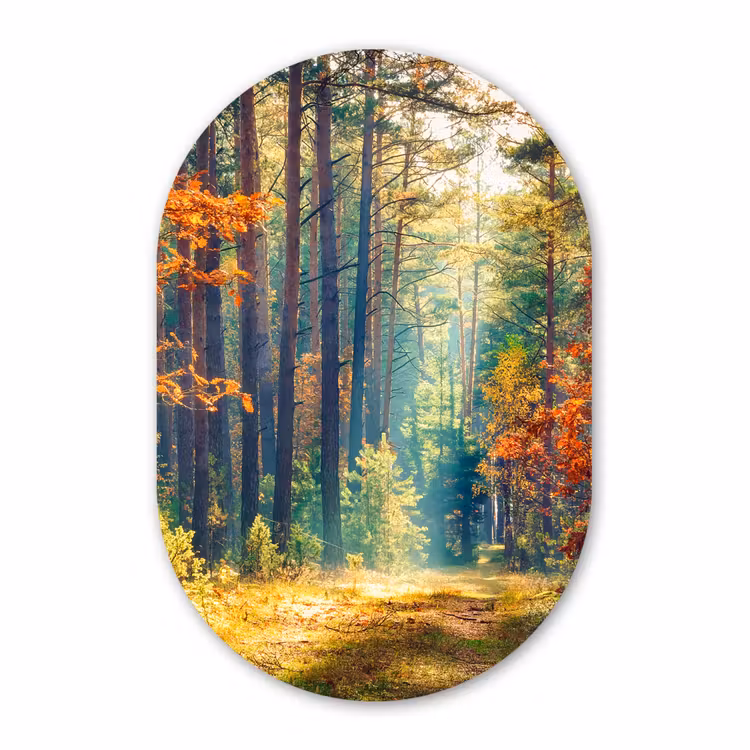 Muurovaal - Kunststof - Bos - Zon - Natuur - Herfst — 2