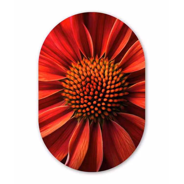 Muurovaal - Kunststof - Close up - Bloem- Rood — 3