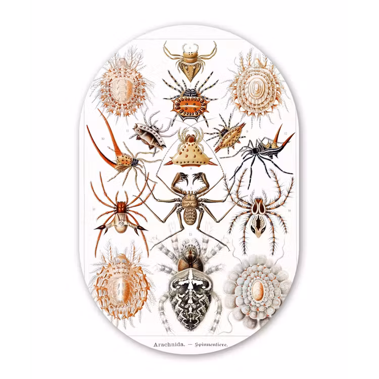 Muurovaal - Kunststof - Retro - Spin - Ernst Haeckel - Spinnen — 1