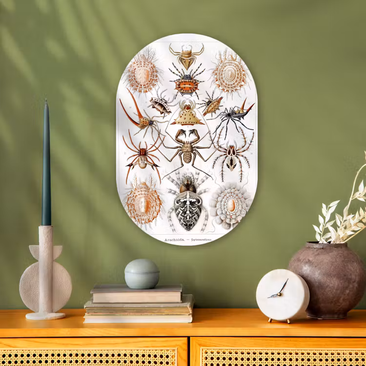 Muurovaal - Kunststof - Retro - Spin - Ernst Haeckel - Spinnen — 2