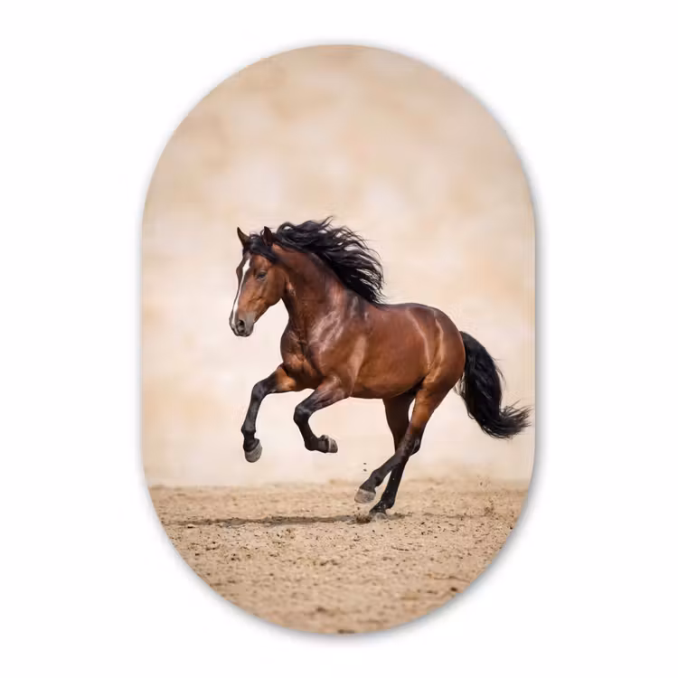 Muurovaal - Kunststof - Paard - Galop - Energie — 2
