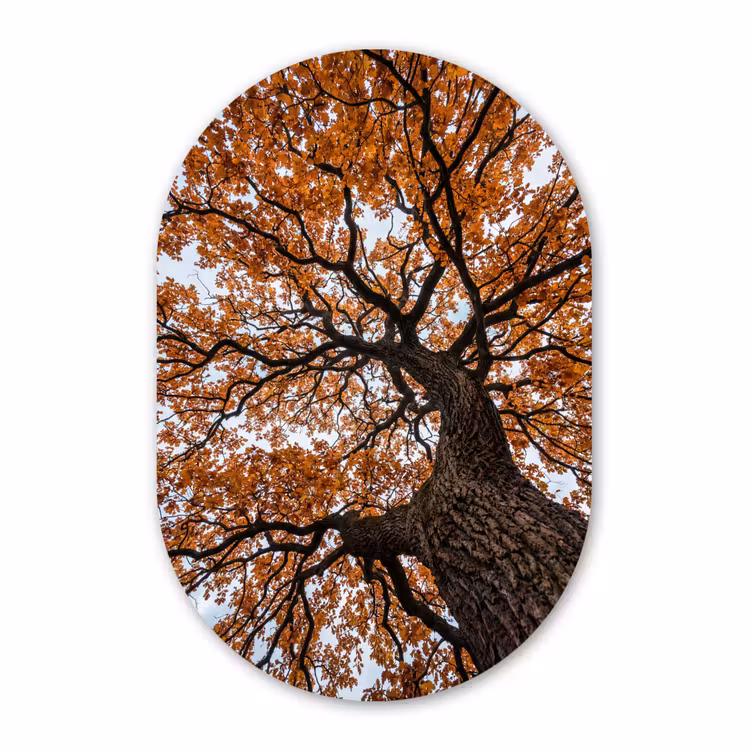 Muurovaal - Kunststof - Boom - Bladerdak - Herfst - Oranje - Sfeervol — 3