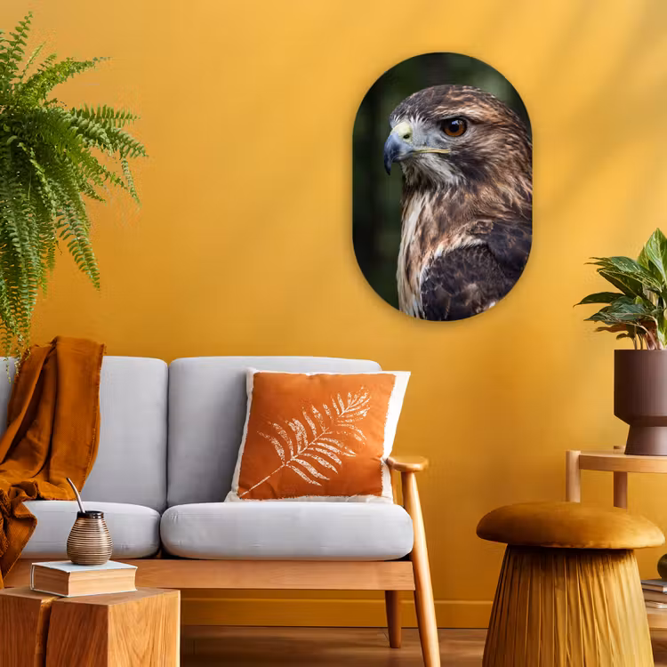 Muurovaal - Kunststof - Buizerd - Roofvogel - Natuur - Bruin — 1