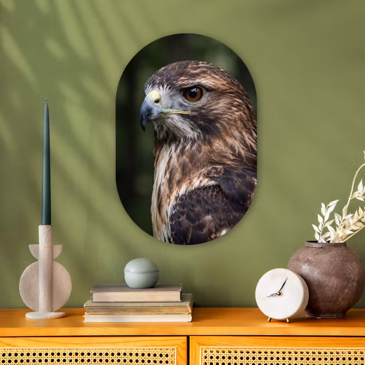Muurovaal - Kunststof - Buizerd - Roofvogel - Natuur - Bruin — 2