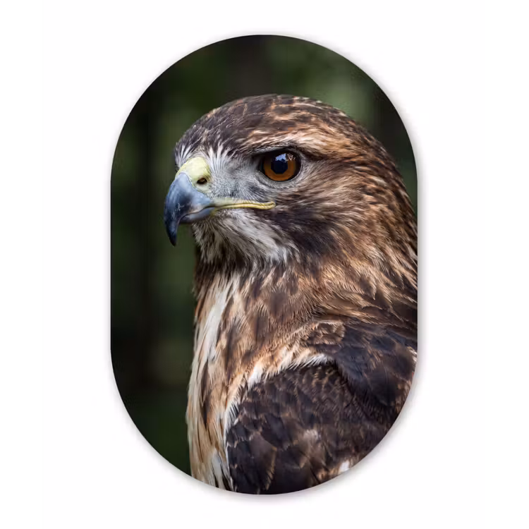Muurovaal - Kunststof - Buizerd - Roofvogel - Natuur - Bruin — 3