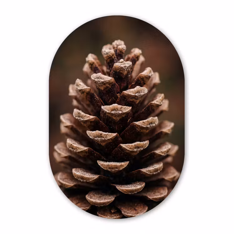Muurovaal - Kunststof - Dennenappel - Bos - Herfst - Bruin - Sfeervol — 3