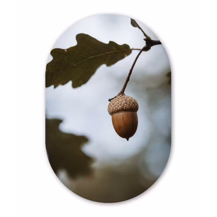 Muurovaal - Kunststof - Eikel - Eikenblad - Bos - Herfst - Natuur — 3