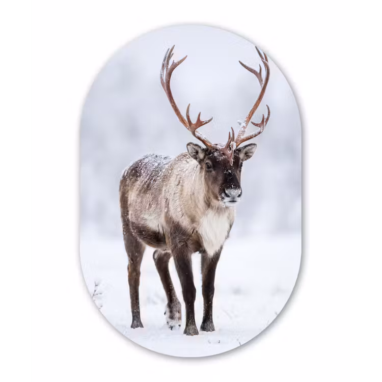 Muurovaal - Kunststof - Rendier - Gewei - Toendra - Sneeuw - Wild — 3