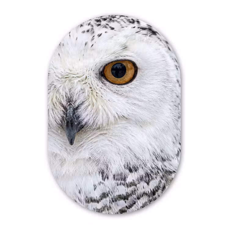 Muurovaal - Kunststof - Sneeuwuil - Oog - Wildlife - Wit — 3