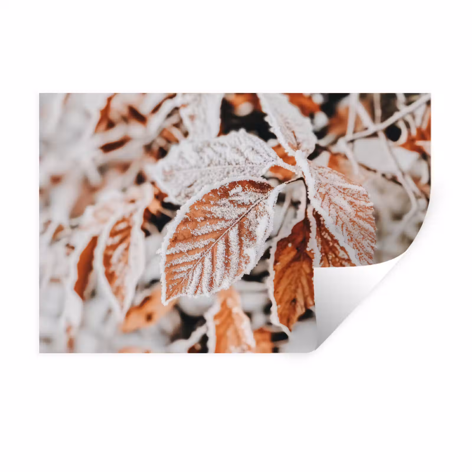 Muursticker - Bladeren - IJs - Winter - Natuur — 1