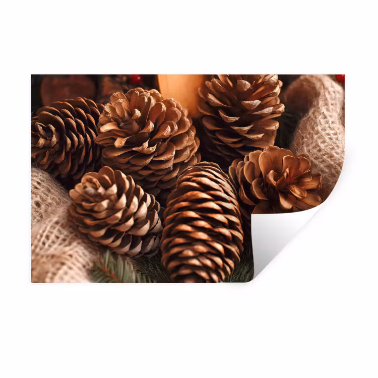 Muursticker - Dennenappels - Boom - Winter - Natuur - Bruin — 1