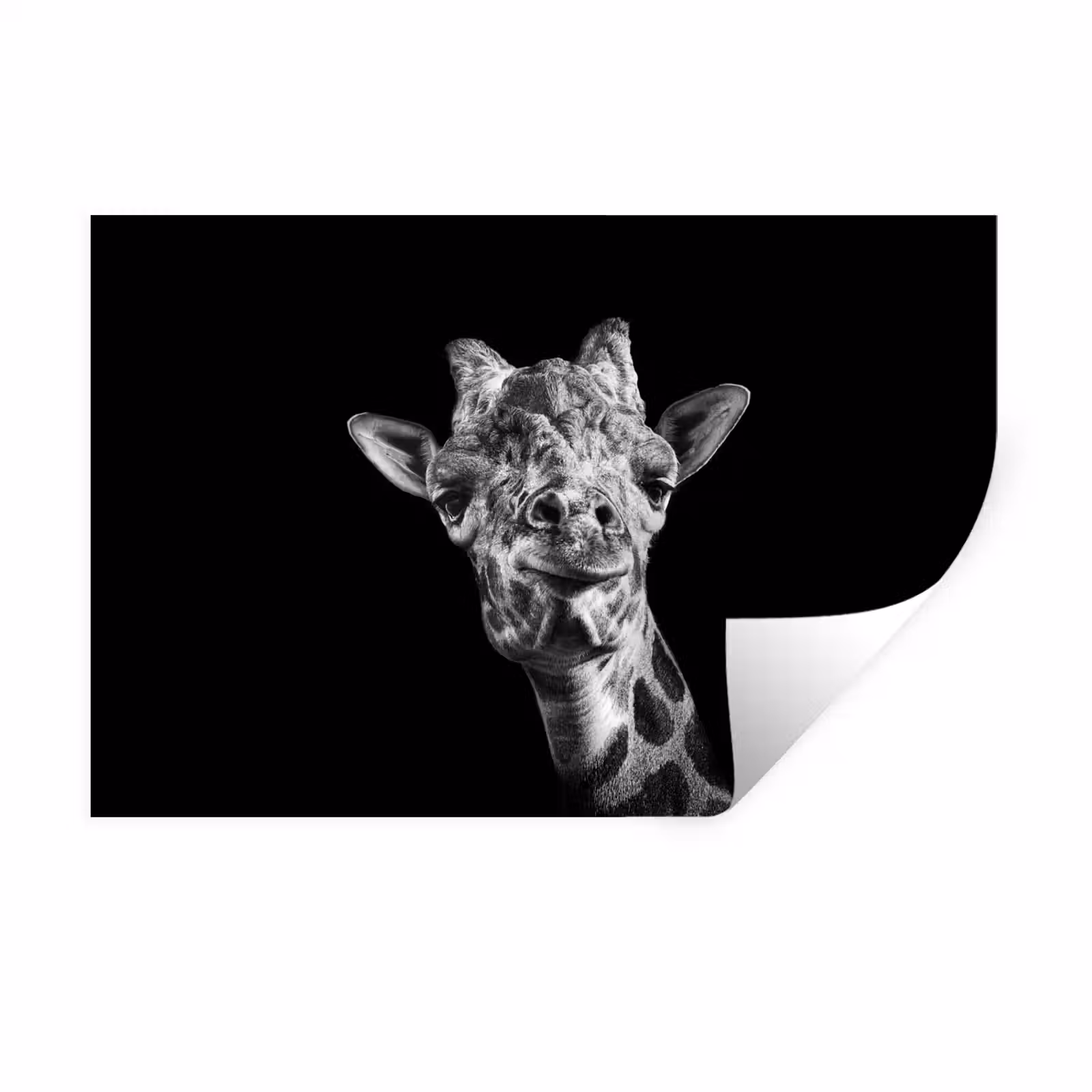 Muursticker - Giraffe - Dier - Zwart - Wit — 1