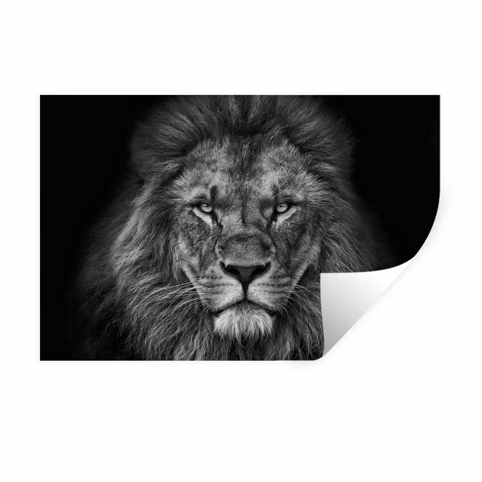 Muursticker - Leeuw - Dieren - Zwart - Wit — 1