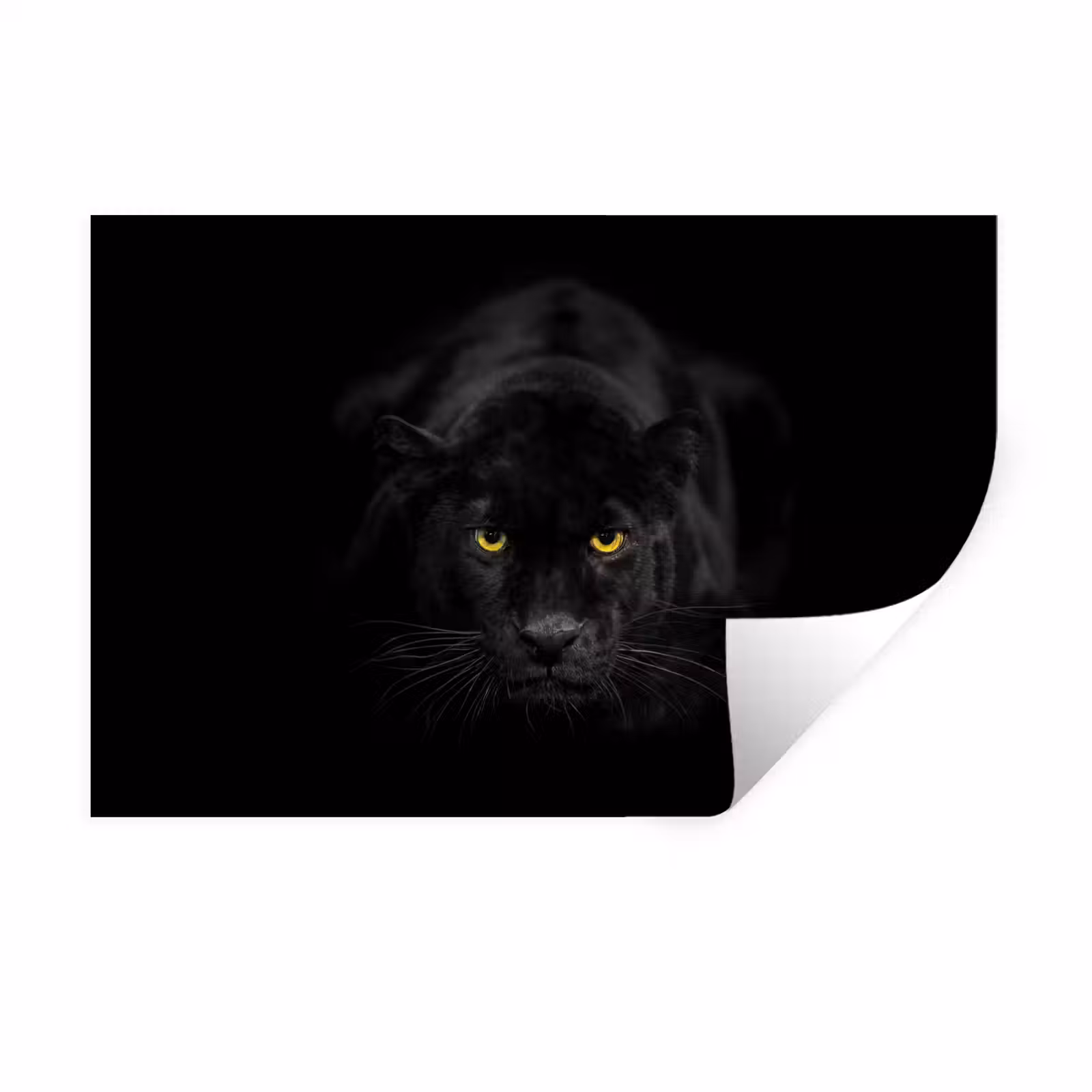 Muursticker - Panter - Dieren - Zwart - Ogen — 1