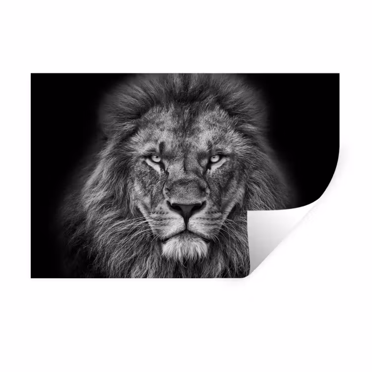 Muursticker - Dieren - Leeuw - Zwart - Wit - Portret — 1