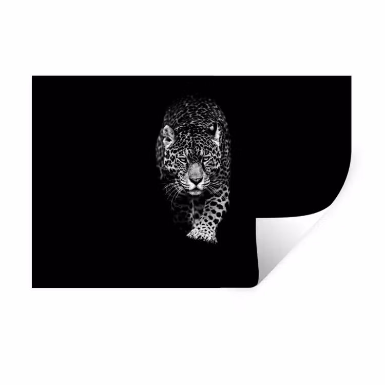 Muursticker - Dieren - Zwart - Luipaard - Wit - Wild — 1