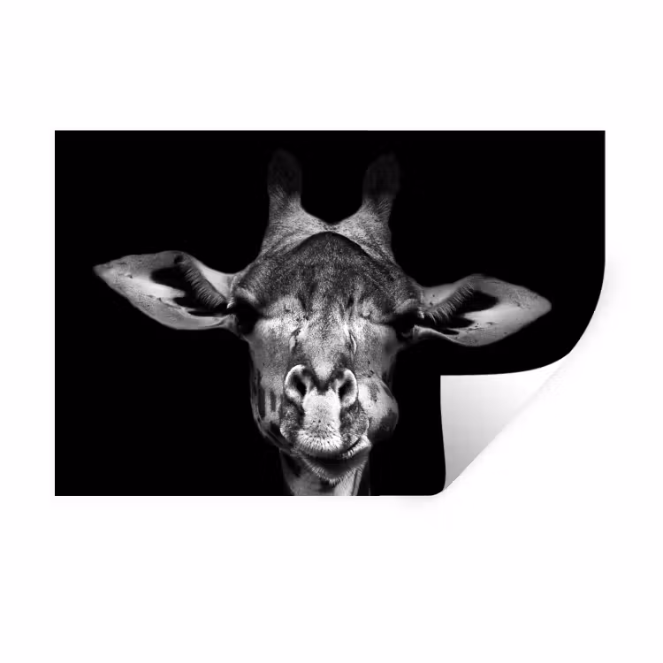 Muursticker - Giraffe - Portret - Dieren - Zwart - Wit — 1