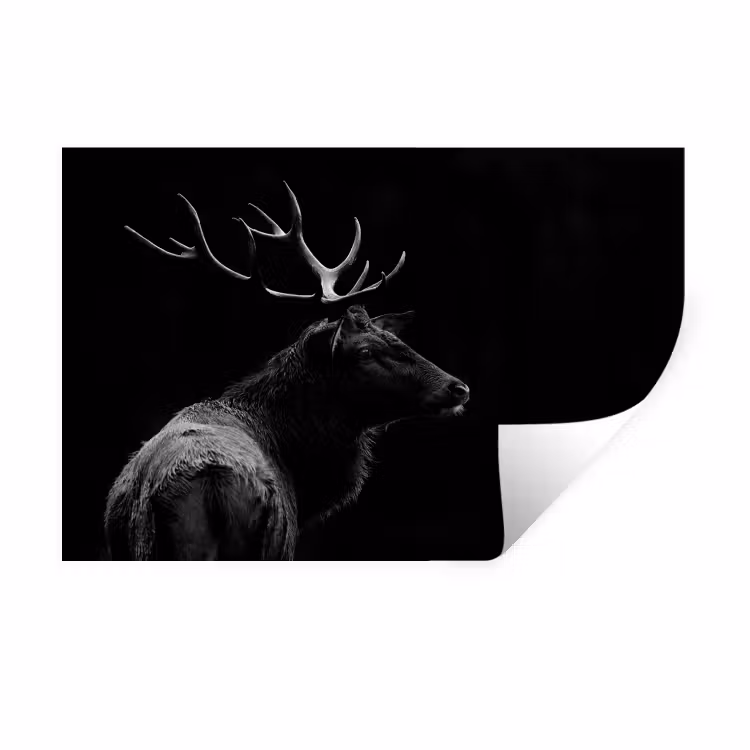 Muursticker - Hert - Zwart - Portret - Gewei - Dieren — 1